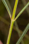 Southern milkweed